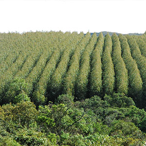 Consultoria em Fertilização e manejo de plantações florestais